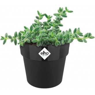 Elho Round Mini Flowerpot, 7cm - Living Black