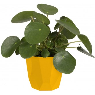 Elho Geometric 14cm Indoor Flowerpot - Ochre