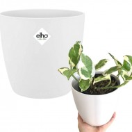 Elho Brussels Round Indoor Flowerpot - White, 14cm