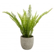 Candlelight Maidenhair Fern In Textured Ceramic Pot-Green, 16 cm