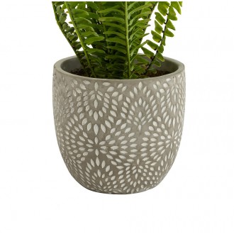 Candlelight Maidenhair Fern In Textured Ceramic Pot-Green, 16 cm