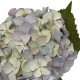 Shop quality Candlelight Single Hydrangea Two Tone Green and Blue Faux Stem, 46cm in Kenya from vituzote.com Shop in-store or online and get countrywide delivery!