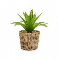 Candlelight Succulent In Seagrass Basket, 24cm