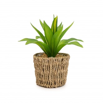 Candlelight Succulent In Seagrass Basket, 24cm