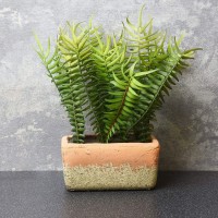 Candlelight The Flower Patch Fern Green in Rectangular Pot, 28cm