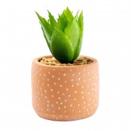 Candlelight Spikey Succulent in Spotty Cement Pot Red, 12cm