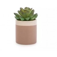 Candlelight Succulent In Beige Ceramic Pot With White Brim, 10cm